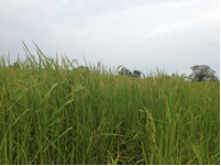nov2016-ghana2