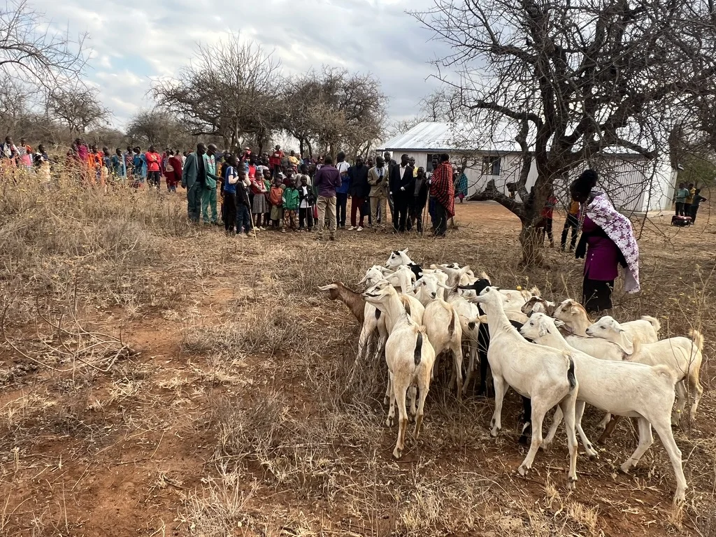 Wide view of a large crowd of guardians, orphans, and a visiting team watching as a herd of white goats is led across dry terrain toward a community gathering point in Lositeti