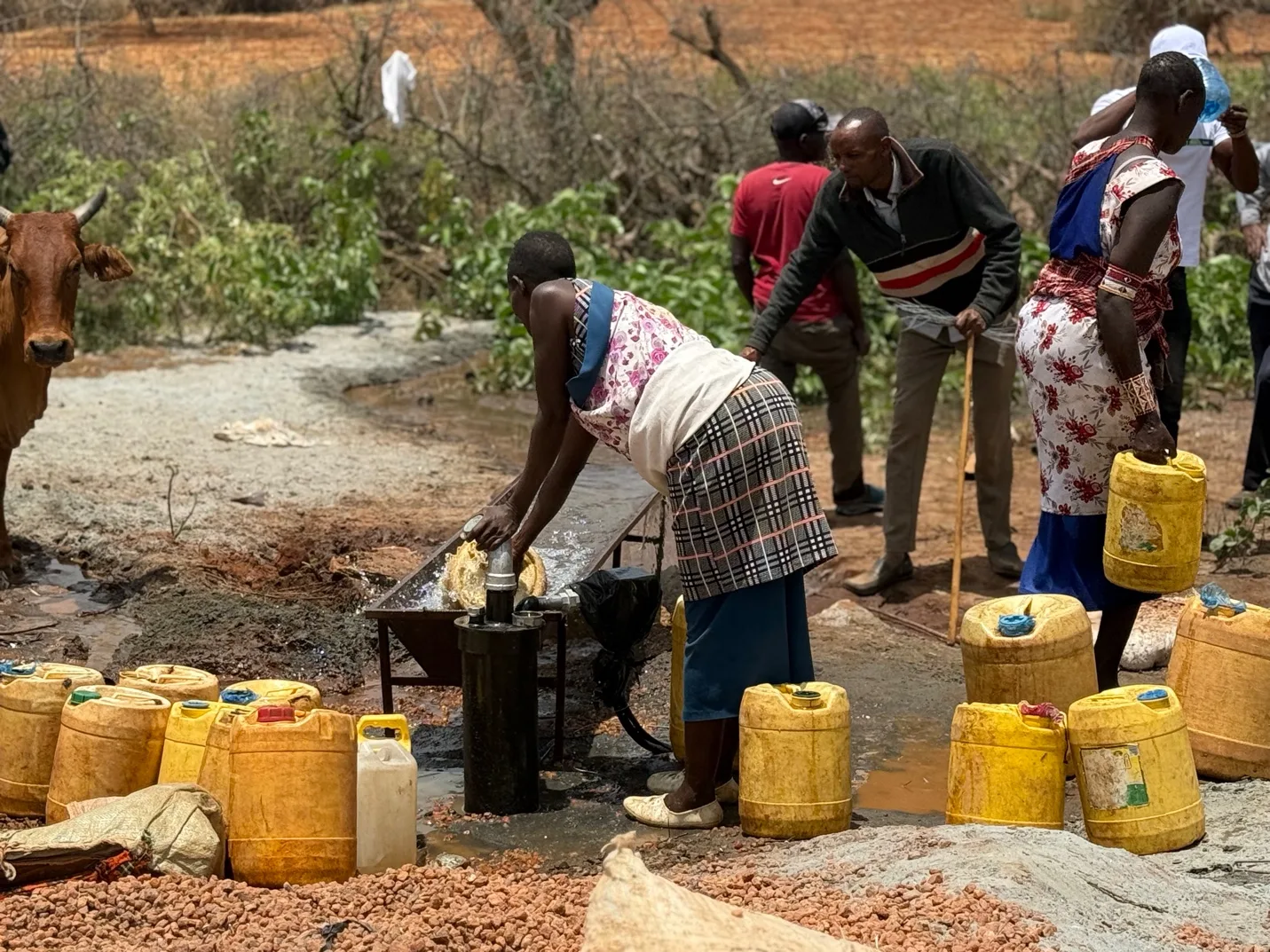 Women filling yellow jerrycans at the borehole outlet while men and a cow stand nearby