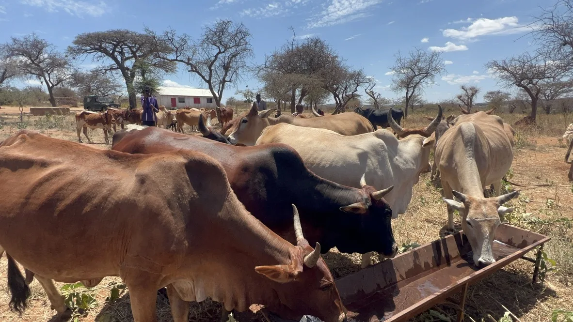 Cattle drinking from a long metal trough in a dry landscape dotted with acacia trees